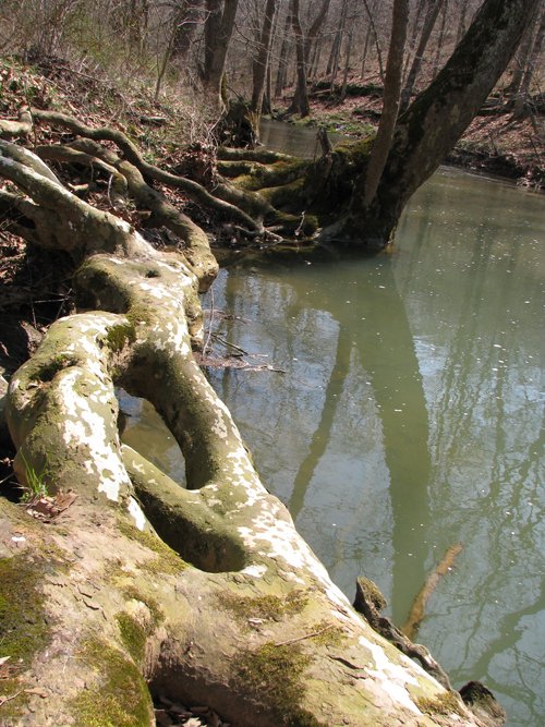 Property photo 48 - 137 Acres in 2 Tracts - 64 Tillable Acres, Potential Building Sites, Hunting